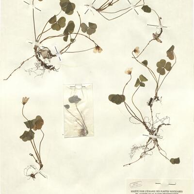 Oxalis acetosella L. -  RO-HSepv 12299 photo