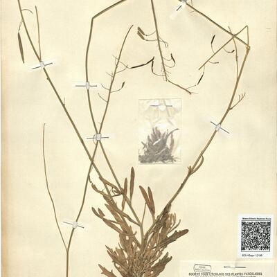 Diplotaxis crassifolia (Rafin.) DC. -  RO-HSepv 12186 photo