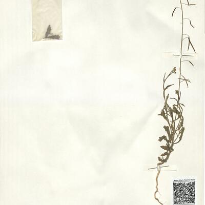 Diplotaxis lagascana DC.  -  RO-HSepv 15064 photo