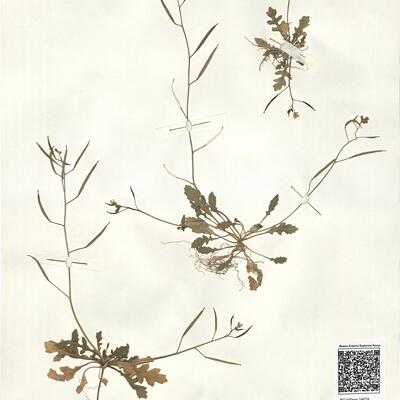 Diplotaxis muralis (L.) DC. -  RO-HSepv 14074 photo