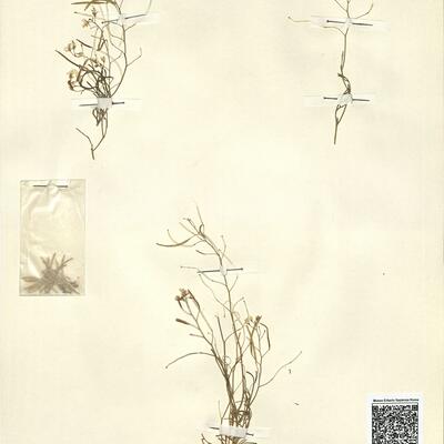 Diplotaxis ollivieri Maire -  RO-HSepv 13121 photo