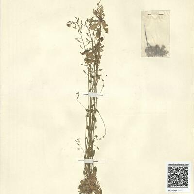 Diplotaxis siifolia G. Kunze -  RO-HSepv 13122 photo