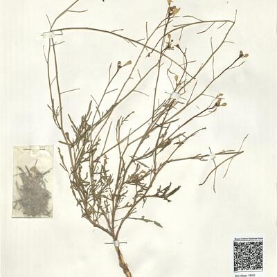 Diplotaxis tenuifolia (L.) DC.  -  RO-HSepv 16052 photo