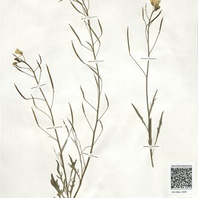 Diplotaxis tenuifolia (L.) DC.  -  RO-HSepv 19000 photo