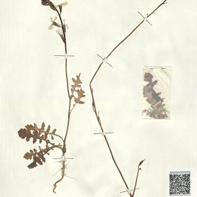 Eruca vesicaria (L.) Cav. subsp. sativa (Mill.) Thell. -  RO-HSepv 13125 photo