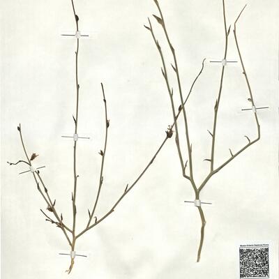 Foleyola billotii Maire -  RO-HSepv 17935  photo