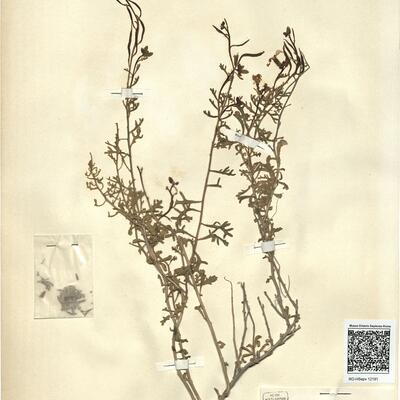 Euzomodendron bourgaeanum Coss. -  RO-HSepv 12191 photo