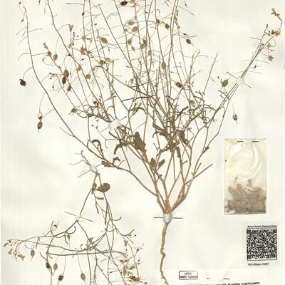 Savignya parviflora (Del.) Webb subsp. longistyla (Boiss. & Reut.) Maire -  RO-HSepv 15091 photo