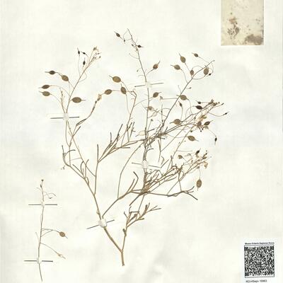 Savignya parviflora (Del.) Webb subsp. longistyla (Boiss. & Reut.) Maire -  RO-HSepv 16963 photo