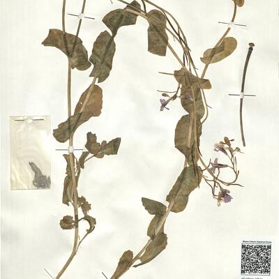 Moricandia arvensis (L.) DC.  -  RO-HSepv 17944 photo