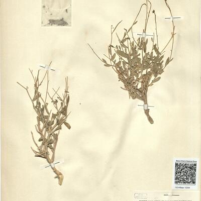 Moricandia arvensis (L.) DC. subsp. spinosa (Pomel) Batt. -  RO-HSepv 12204 photo