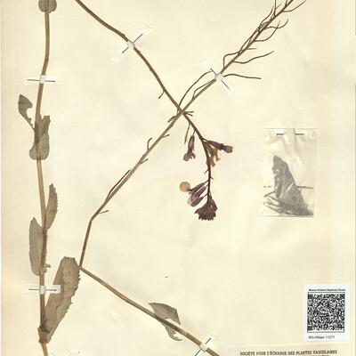 Moricandia moricandioides (Boiss.) Heywood -  RO-HSepv 11271 photo