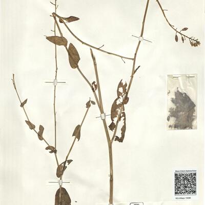 Moricandia moricandioides (Boiss.) Heywood -  RO-HSepv 15086 photo
