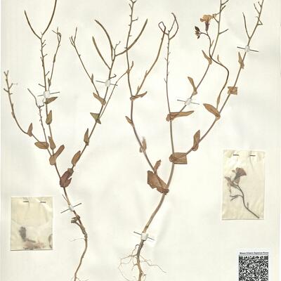 Moricandia moricandioides (Boiss.) Heywood -  RO-HSepv 16072 photo