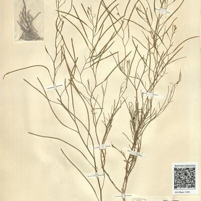 Pseuderucaria teretifolia (Desf.) O.E. Schulz -  RO-HSepv 12205 photo