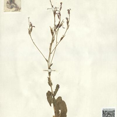 Rytidocarpus moricandioides Coss. -  RO-HSepv 13141 photo