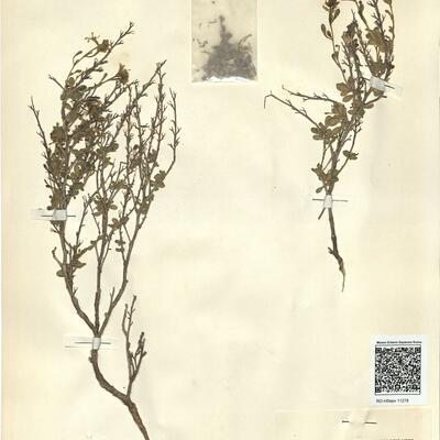 Vella pseudocytisus L.  -  RO-HSepv 11278 photo