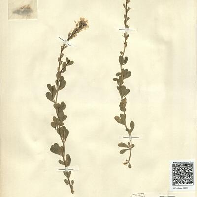 Vella pseudocytisus L.  -  RO-HSepv 12211 photo