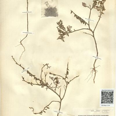 Carrichtera annua (L.) DC. -  RO-HSepv 12181 photo