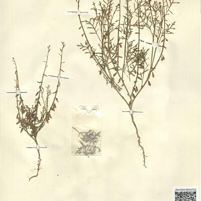 Carrichtera annua (L.) DC.  -  RO-HSepv 13117 photo