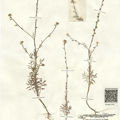 Succowia balearica (L.) Medic. -  RO-HSepv 13144 photo