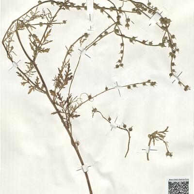 Succowia balearica (L.) Medic. -  RO-HSepv 19024 photo