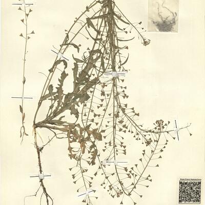 Capsella rubella Reut. -  RO-HSepv 13108 photo
