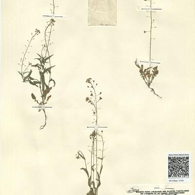 Capsella x gracilis Gren. -  RO-HSepv 13109 photo