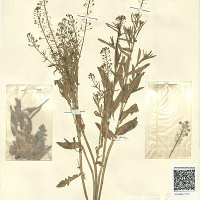 Capsella x gracilis Gren. -  RO-HSepv 13110 photo