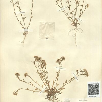 Ionopsidium abulense (Pau) Rothm. -  RO-HSepv 12195 photo