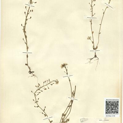 Ionopsidium abulense (Pau) Rothm. -  RO-HSepv 12196 photo