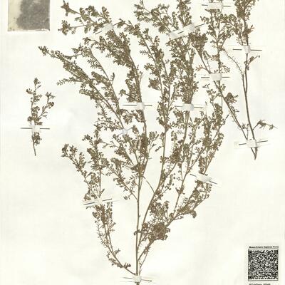 Coronopus didymus (L.) Sm.  -  RO-HSepv 16948 photo