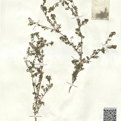 Coronopus didymus (L.) Sm.  -  RO-HSepv 17930 photo