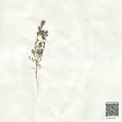 Coronopus didymus (L.) Sm.  -  RO-HSepv 18998 photo