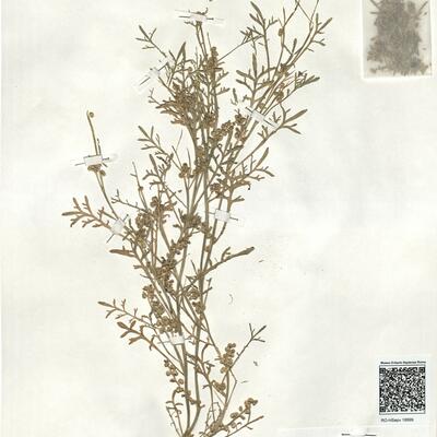 Coronopus squamatus (Forssk.) Aschers. -  RO-HSepv 18999 photo