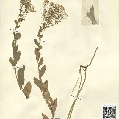 Cardaria draba (L.) Desv. -  RO-HSepv 13116 photo