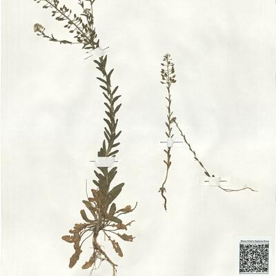 Lepidium campestre (L.) R. Brown -  RO-HSepv 19015 photo