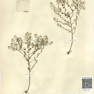 Lepidium cardamines L. -  RO-HSepv 11265 photo