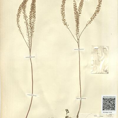Lepidium densiflorum Schrad. -  RO-HSepv 12198 photo
