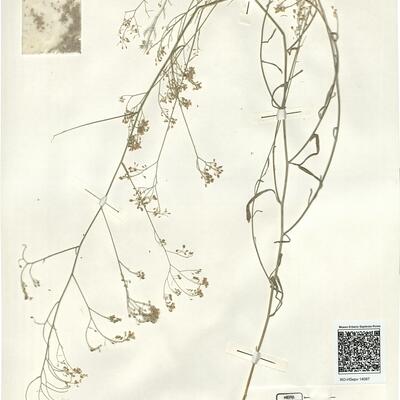 Lepidium graminifolium L. -  RO-HSepv 14087 photo