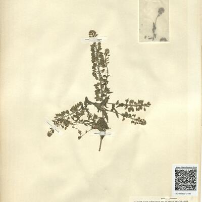 Lepidium heterophyllum Bentham -  RO-HSepv 12199 photo