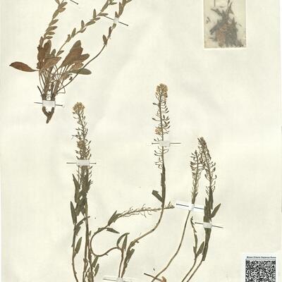 Lepidium hirtum (L.) Sm. subsp. dhayense (Munby) Thell. var. dhayense -  RO-HSepv 13135 photo