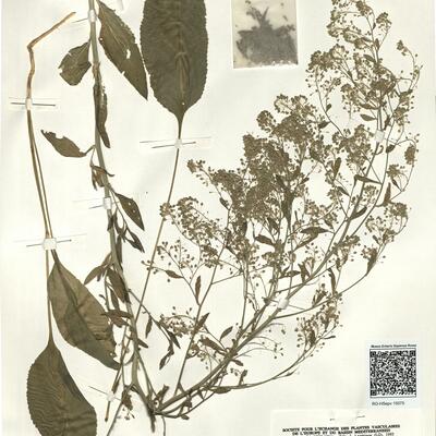 Lepidium latifolium L. -  RO-HSepv 15075 photo