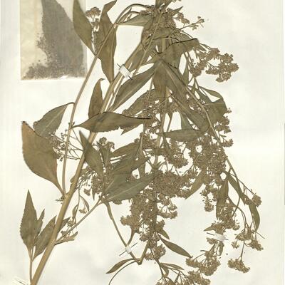 Lepidium latifolium L.  -  RO-HSepv 16068 photo