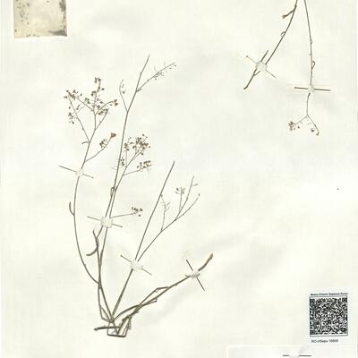 Lepidium lyratum L. -  RO-HSepv 16958 photo