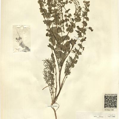 Lepidium perfoliatum L. -  RO-HSepv 11266 photo