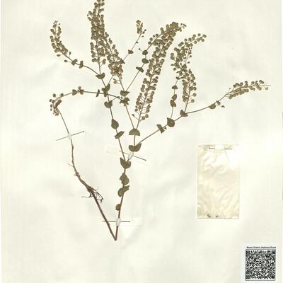 Lepidium perfoliatum L. -  RO-HSepv 15076 photo