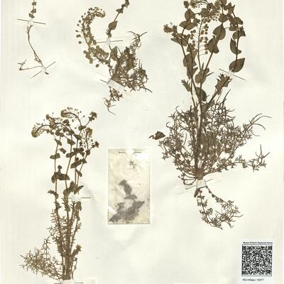 Lepidium perfoliatum L. -  RO-HSepv 15077 photo