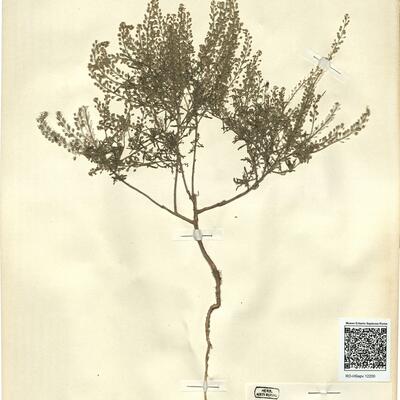 Lepidium ruderale L. -  RO-HSepv 12200 photo