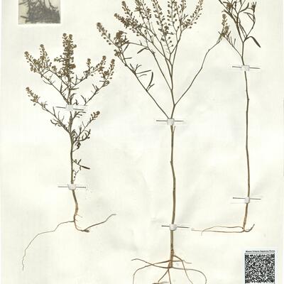Lepidium ruderale L. -  RO-HSepv 17938 photo